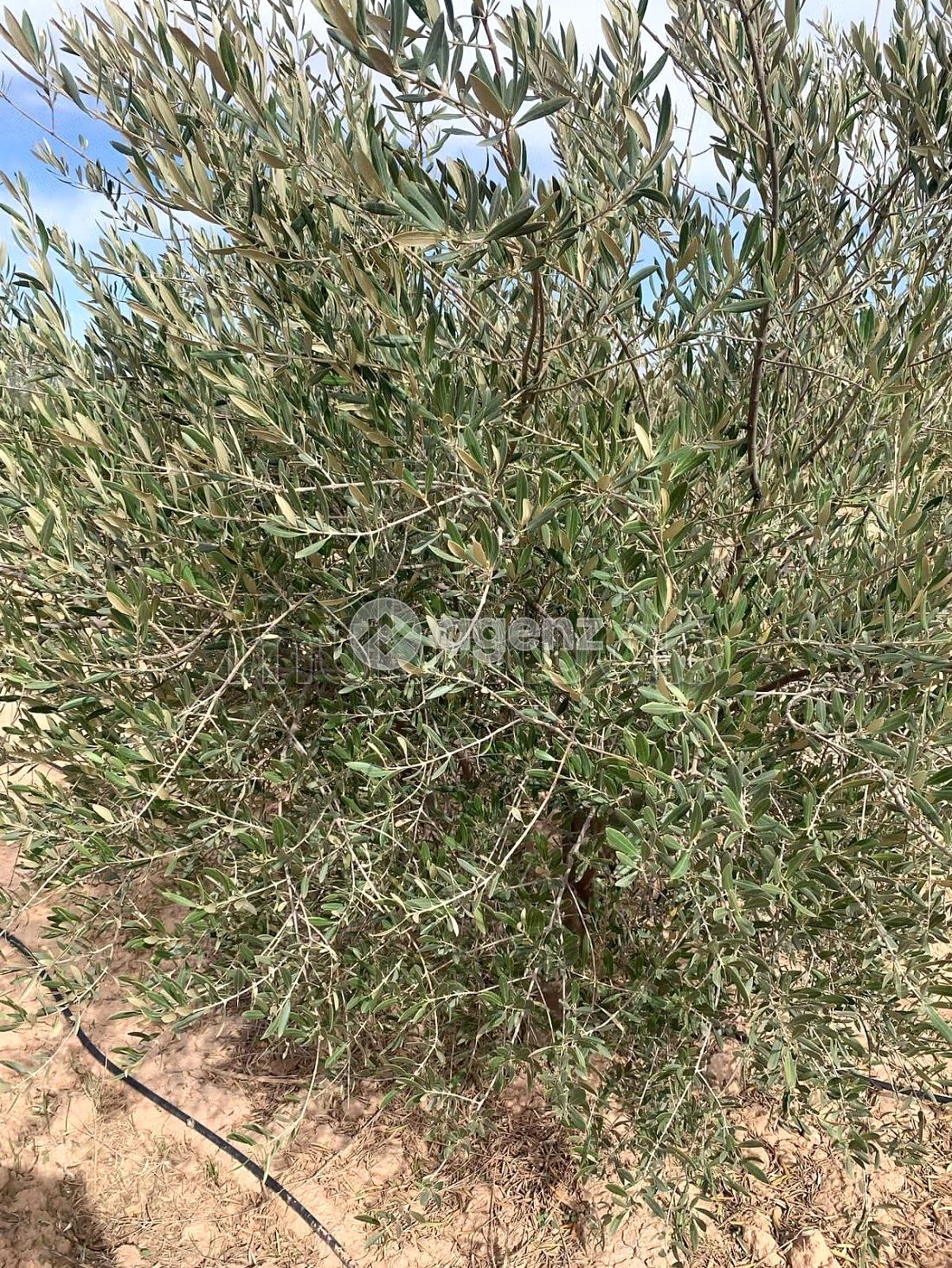 Ferme Agricole à Vendre – Marrakech — 4