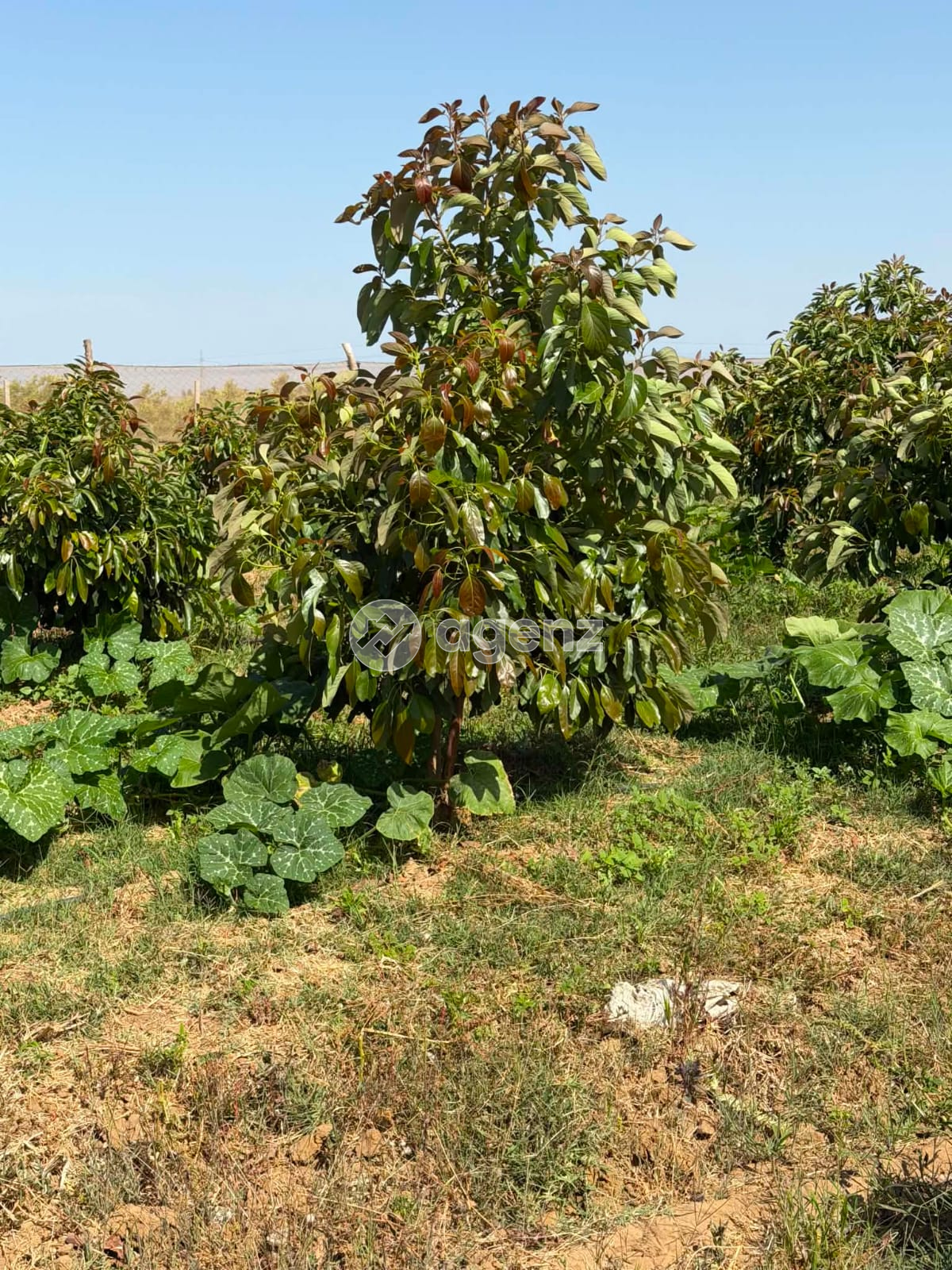 ferme de 10000M2 projet avocatier — 3