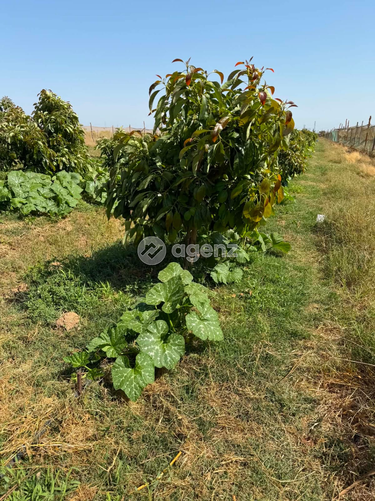 ferme de 10000M2 projet avocatier — 2