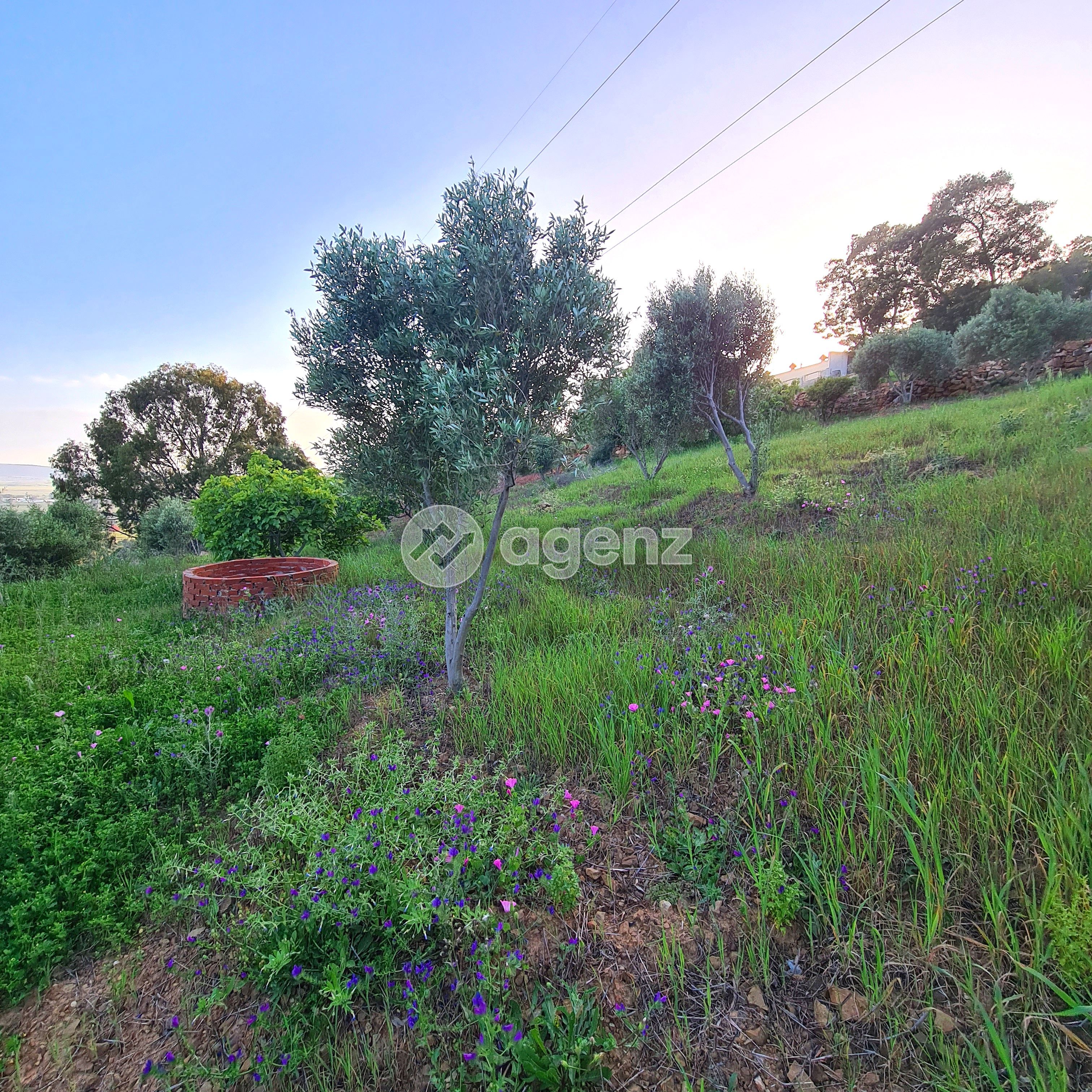 Terrain agricole avec un titre de propriété et une maison moderne à vendre à Ain Dalia, Tanger. — 4