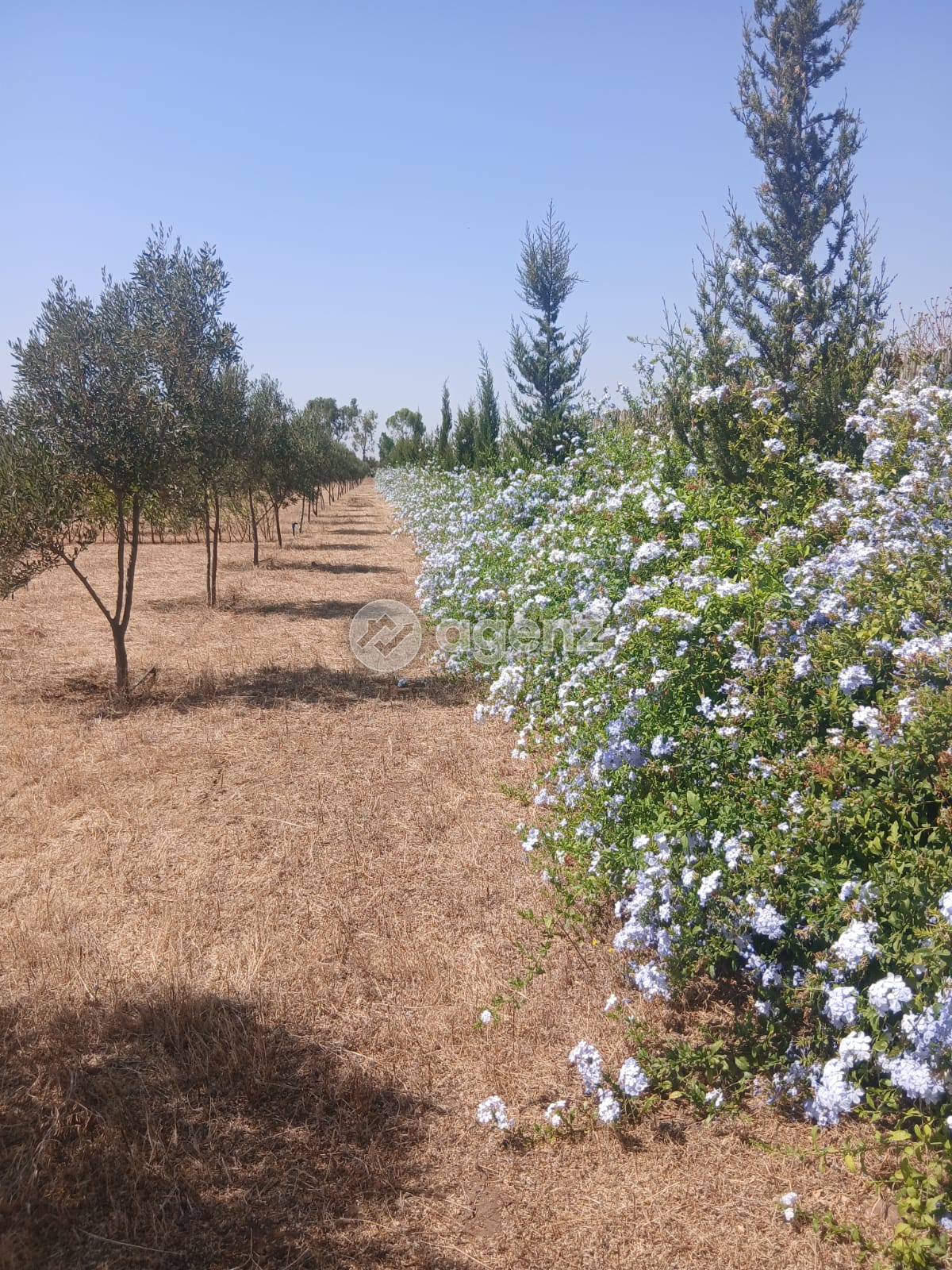 Superbe terrain titré 13 654 m² Ziaida Benslimane — 3